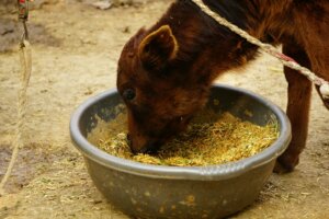 a brown horse eating hay out of a bowl